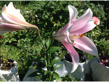 ����� ���� �����