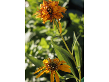 Echinacea (��������) Marmelade