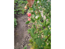 ������ ������������ ������.IMG 20180830 175336.jpg
