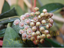 ���� Parviflora Splach.jpg