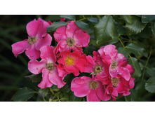 �������������� Stadt Rom