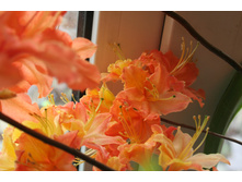 Mandarin Lights.JPG