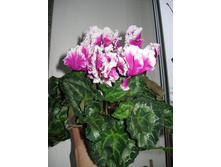 �������� ����� ABANICO- 350 ���.