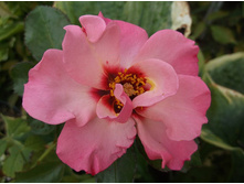 ������ ��������� �����������