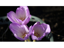 �������� ����� ������ (����������.)