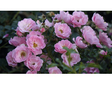 �������������� Sommerwind