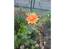 IMG 20180917 165105.jpg