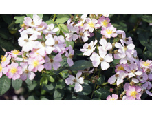 ������ �������