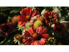 ��������� ����������� ������� ��� ������