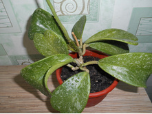 Kerrii Spotted Leaves.