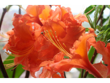 Mandarin Lights-----.jpg