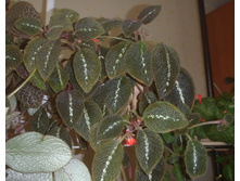 La Solidad Bronse.jpg