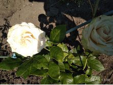 ���� ��-���� IMG 20180802 133849.jpg