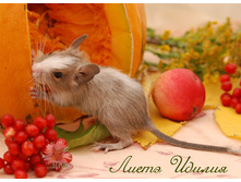 ������ 5-���-1.jpg