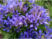 ��������� �������������