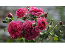 �������� �������