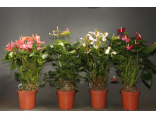 �������� ���� - 850-900 ���.