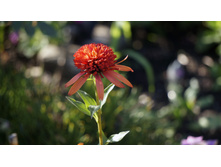 Echinacea �������� Summer Salsa