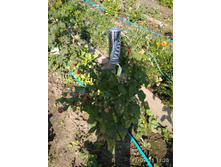 ������ ������������ ������. IMG 20180911 112045.jpg