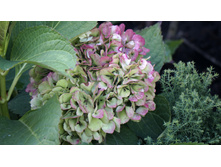 ��������� �������������� �������