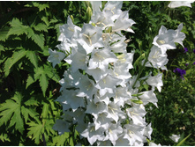 ����������� ��������������