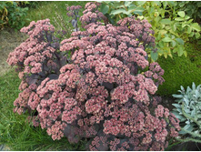 ������ ����� �������