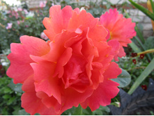 ���� ��� ��� �� (Easy Does It) / ������