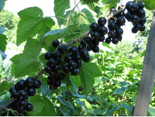 ��������� ������ ������+18�