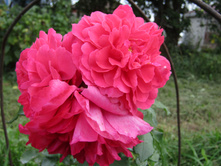 ���� ��������� �������� ������� Rosarium Uetersen