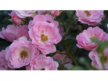 �������������� Sommerwind