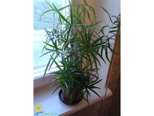 ��������� �������� (Asparagus falcatus)