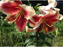 ����� ������� �����