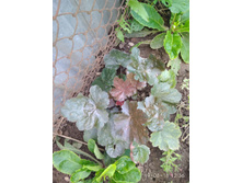 ������� ������ IMG 20180819 123636.jpg