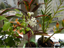 �������� ��������