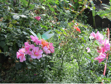 ���� Jazz / ������ ���������