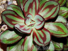 �������� ��������� (Nodulosa).jpg