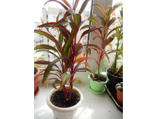 �������� ��������.