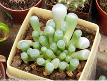����������� ( Fenestraria rhopalophylla) ��� ����� �����