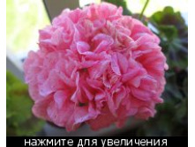 ���������� Joan Hall.jpg