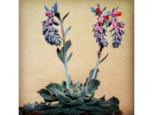 ������� ��������� -