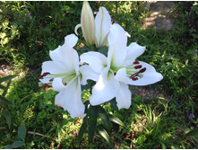 ����� ���� ���