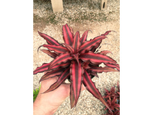 ��������� ����� ���� Cryptanthus Rubin star