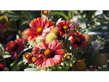 ��������� ����������� ������� ��� ������