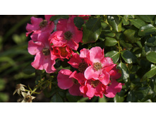 �������������� Stadt Rom