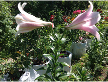 ����� ���� �����