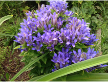 ��������� �������������