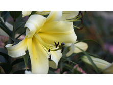 Lilium (�����) Shine On