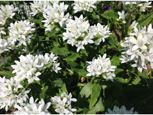 ����������� ����� ���������