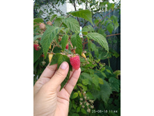 ������ ������������ ������. IMG 20180825 114446.jpg