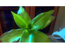 ������� ��